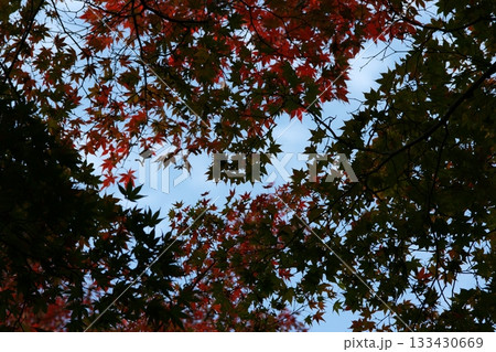 鳥取 四季の散歩 秋 智頭 諏訪神社 鳥取 四季の散歩 秋 智頭 諏訪神社 133430669
