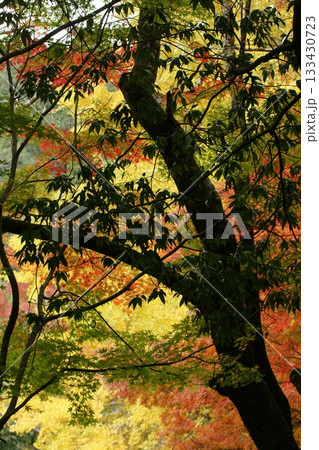 鳥取 四季の散歩 秋 智頭 諏訪神社 鳥取 四季の散歩 秋 智頭 諏訪神社 133430723