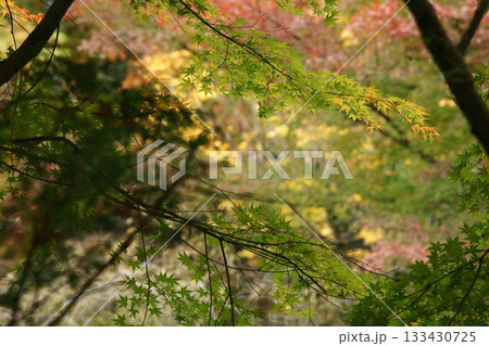 鳥取　四季の散歩　秋　智頭　諏訪神社 133430725