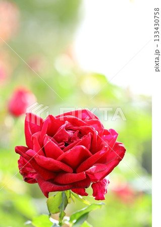 満開の薔薇の花　タテ位置 133430758