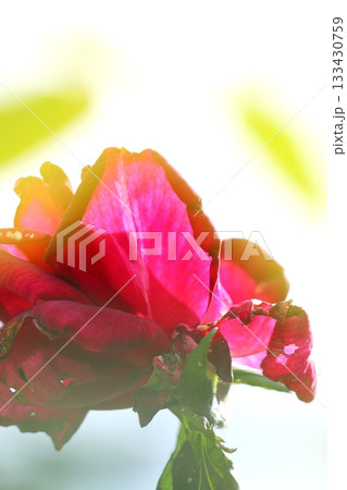 満開の薔薇の花 満開の薔薇の花 133430759