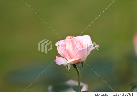 満開の薔薇の花 満開の薔薇の花 133430761