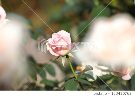 満開の薔薇の花 133430762