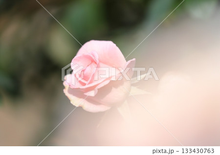 満開の薔薇の花 満開の薔薇の花 133430763
