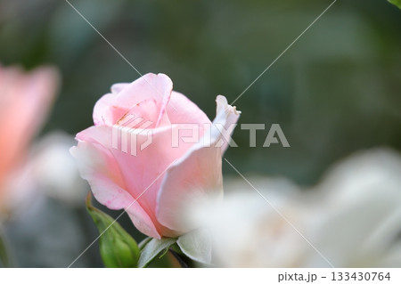 満開の薔薇の花 満開の薔薇の花 133430764