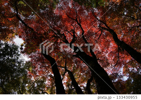 鳥取 四季の散歩 秋 智頭 諏訪神社 鳥取 四季の散歩 秋 智頭 諏訪神社 133430955