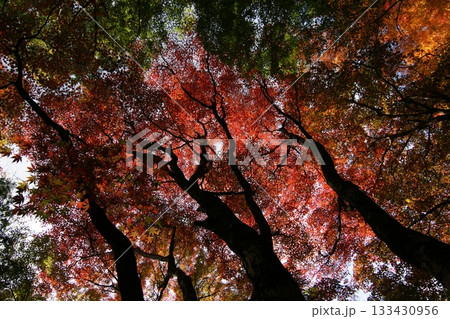 鳥取　四季の散歩　秋　智頭　諏訪神社 133430956