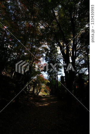 鳥取　四季の散歩　秋　智頭　諏訪神社 133430993