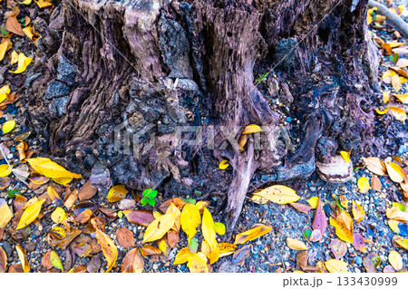 朽ちた切り株と落ち葉 133430999