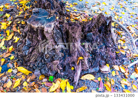 朽ちた切り株と落ち葉 133431000