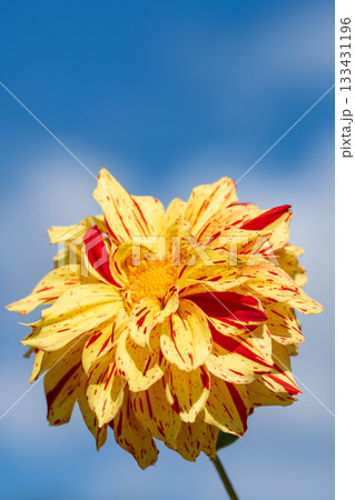 色彩豊かなダリアの接写 133431196