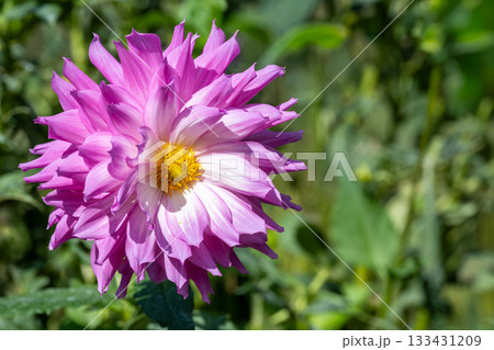 色彩豊かなダリアの接写 色彩豊かなダリアの接写 133431209