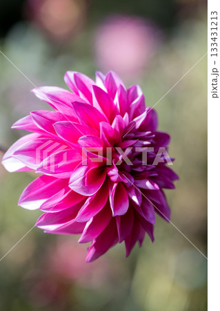 色彩豊かなダリアの接写 133431213