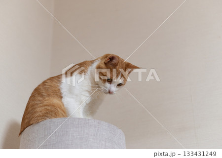 キャットタワーの上に乗ってくつろぐ猫　茶トラ白 133431249
