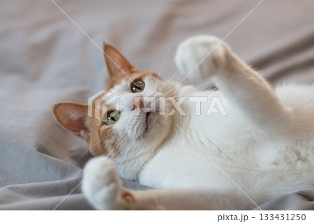 おもちゃで遊ぶ猫 茶トラ白 おもちゃで遊ぶ猫 茶トラ白 133431250