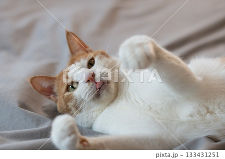 おもちゃで遊ぶ猫　茶トラ白 133431251