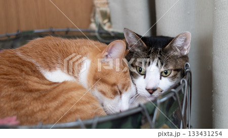 狭い場所に入る二匹の猫 狭い場所に入る二匹の猫 133431254