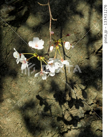 地面に影を落とす幹から出た小枝に咲く桜 133431276