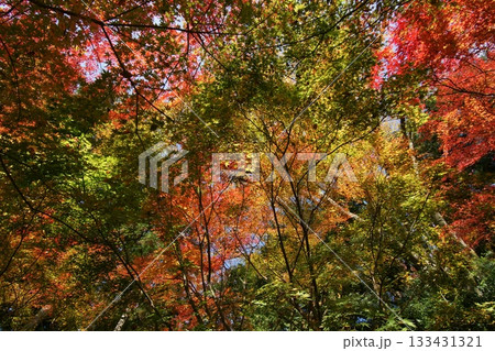 鳥取 四季の散歩 秋 智頭 諏訪神社 鳥取 四季の散歩 秋 智頭 諏訪神社 133431321
