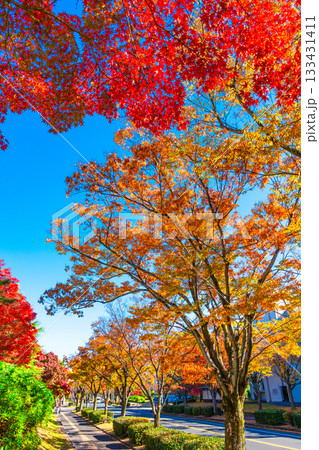 枚方市香里ヶ丘  けやき通りの紅葉 133431411