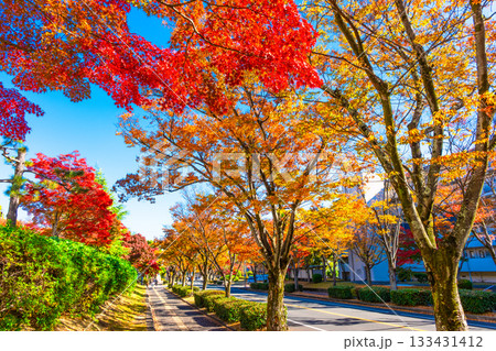 枚方市香里ヶ丘  けやき通りの紅葉 133431412