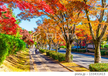 枚方市香里ヶ丘  けやき通りの紅葉 133431413
