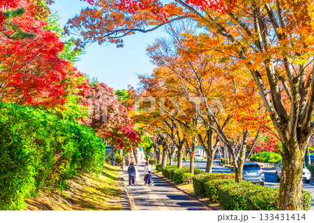 枚方市香里ヶ丘 けやき通りの紅葉 枚方市香里ヶ丘 けやき通りの紅葉 133431414