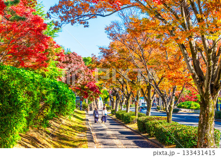 枚方市香里ヶ丘  けやき通りの紅葉 133431415