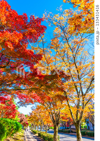 枚方市香里ヶ丘  けやき通りの紅葉 133431416