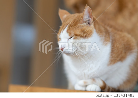 くつろぐ猫　茶トラ白 133431493