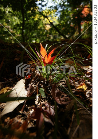 鳥取　四季の散歩　秋　智頭　諏訪神社 133431503