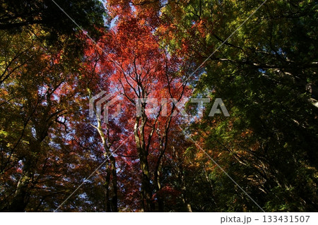 鳥取 四季の散歩 秋 智頭 諏訪神社 鳥取 四季の散歩 秋 智頭 諏訪神社 133431507