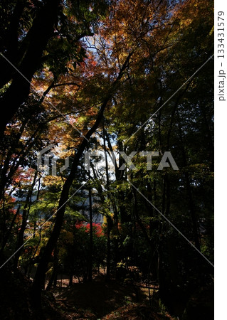 鳥取　四季の散歩　秋　智頭　諏訪神社 133431579