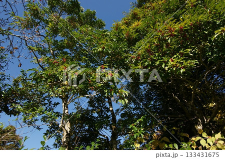 鳥取 四季の散歩 秋 智頭 諏訪神社 鳥取 四季の散歩 秋 智頭 諏訪神社 133431675