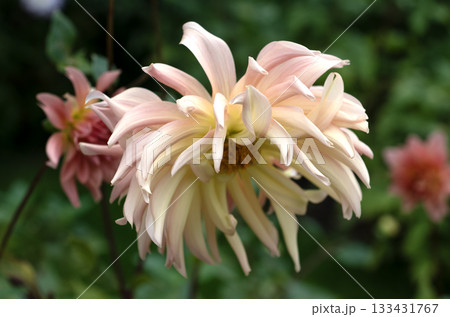 Soft pastel peach and cream dahlia blooming in summer garden 133431767