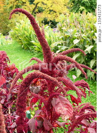 Dramatic red amaranth flower tassels cascading in a summer garden 133431773