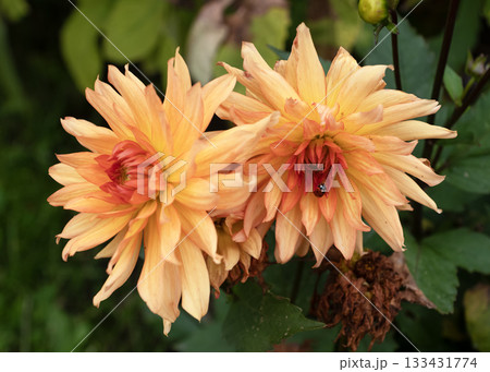 vibrant sunset orange dahlias featuring a ladybug detail vibrant sunset orange dahlias featuring a ladybug detail 133431774
