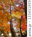 紅葉したもみじ 133431959
