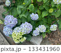 青い紫陽花 133431960