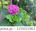 梅雨の晴れ間に咲く紫陽花 133431961