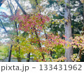 紅葉したモミジ 133431962