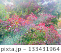 紅葉したモミジ 133431964