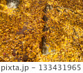 黄色い落葉 133431965