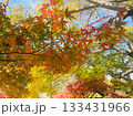 紅葉したモミジ 133431966