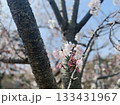 咲き始めた桜 133431967