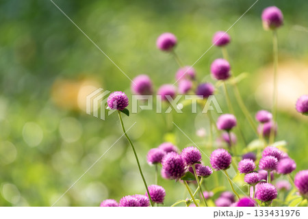 Flower (Globe Amaranth) purple color in garden Flower (Globe Amaranth) purple color in garden 133431976