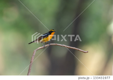 Bird (Narcissus Flycatcher) on tree in nature wild Bird (Narcissus Flycatcher) on tree in nature wild 133431977