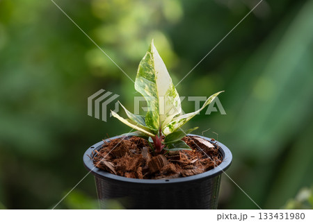 Greenery background nature plant leaf (Anthurium) Greenery background nature plant leaf (Anthurium) 133431980