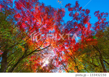 モミジの紅葉と太陽の光条 モミジの紅葉と太陽の光条 133432150