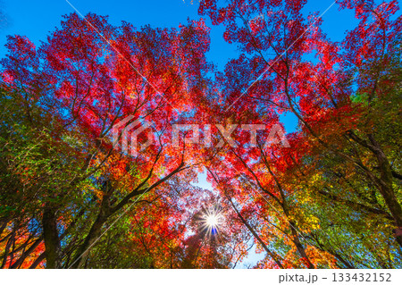 モミジの紅葉と太陽の光条 モミジの紅葉と太陽の光条 133432152